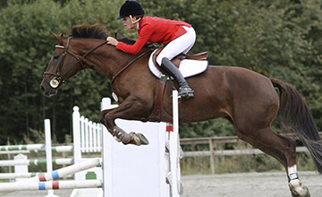 Actualité élevage cheval