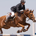 Stage d'équitation