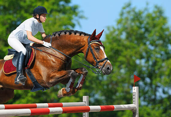 Cheval 1