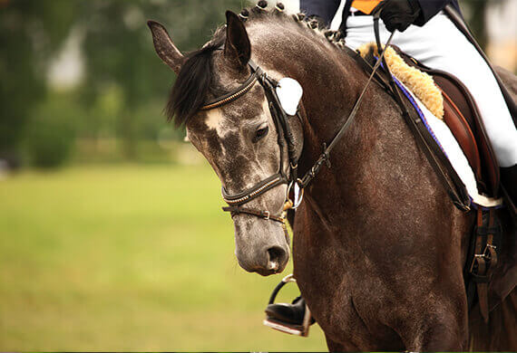 Cheval 2