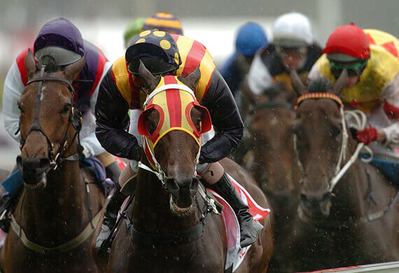Cheval 3