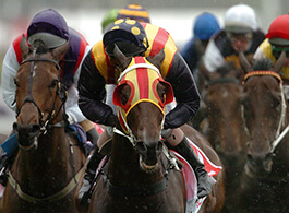cheval de compétition