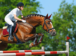 cheval polyvalent